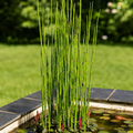 Horsetail Plant - TN Nursery