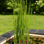 Horsetail Plant