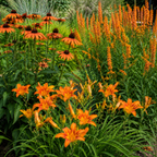 Orange Ember Trio