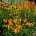 Orange daylilies and coneflowers blooming in a garden with green foliage background - TN Nursery