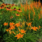 Orange daylilies and coneflowers blooming in a garden with green foliage background - TN Nursery