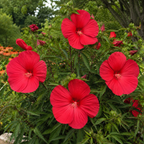 Rose Mallow Plant