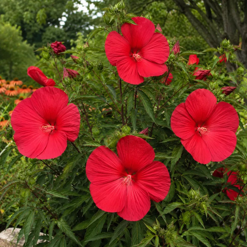 Rose Mallow Plant