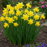 Daffodil Plant
