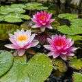 Water Lily Plant - TN Nursery