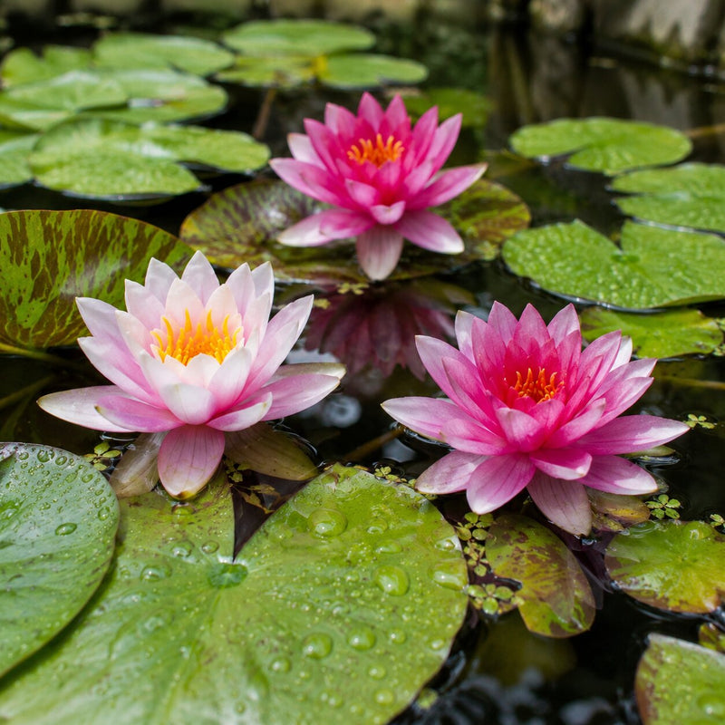 Water Lily Plant - TN Nursery
