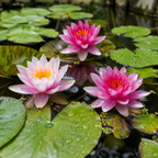 Water Lily Plant