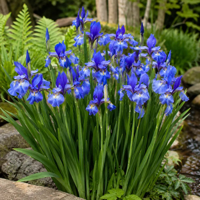 Blue Flag Iris Plant