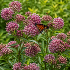 Milkweed Plant