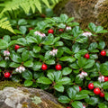 Low-growing plant with small oval green leaves, delicate pink and white bell-shaped flowers, and bright - TN Nursery