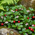 Low-growing plant with small oval green leaves, delicate pink and white bell-shaped flowers, and bright - TN Nursery