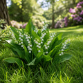 Lily Of The Valley Plant