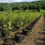 Honey Locust Tree Seedlings