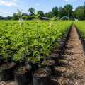 Young flowering plants with white blooms in black nursery pots arranged in rows in a field - TN Nursery