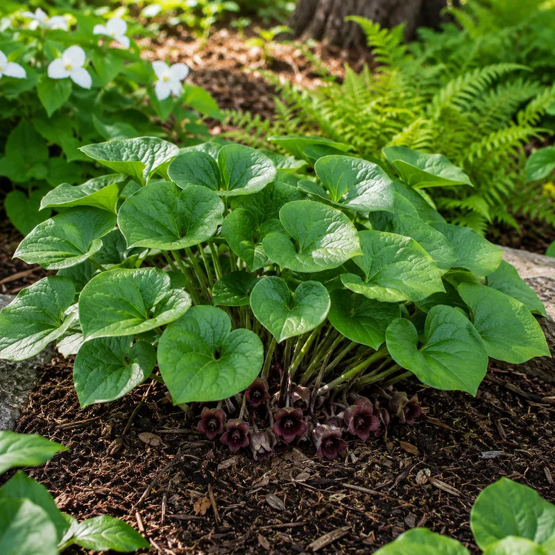Wild Ginger Plant