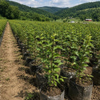 Young grapevines in black grow bags planted in rows in a hillside vineyard valley with forested mountains - TN Nursery
