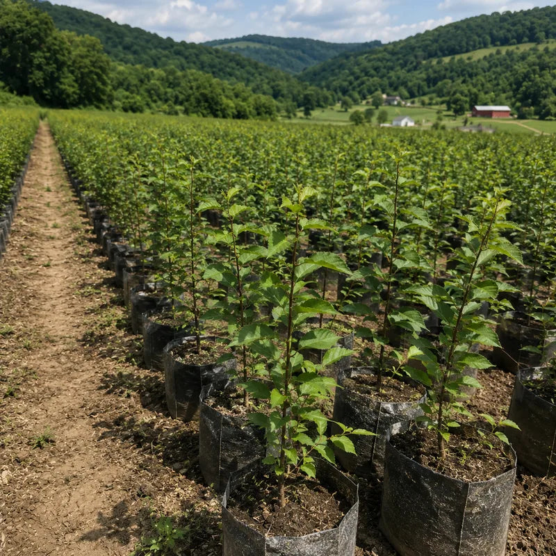 Young grapevines in black grow bags planted in rows in a hillside vineyard valley with forested mountains - TN Nursery