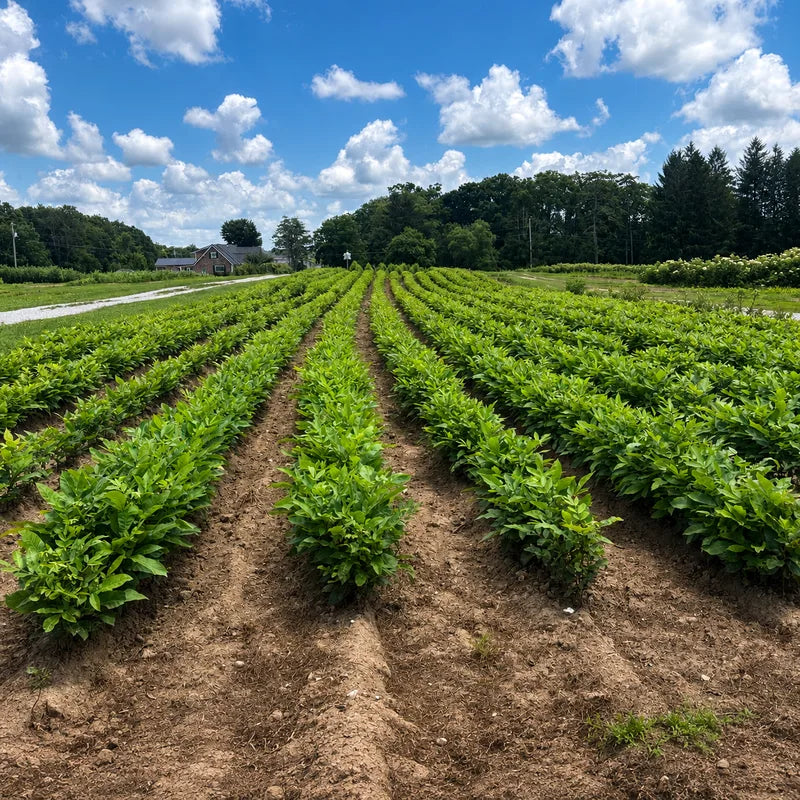 Rows of green pepper plants growing in a farm field with a barn and trees in the background under blue sky with white clouds - TN Nursery