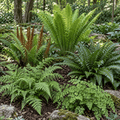 NATURALIZING FERNS - TN NURSERY