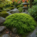 Thuidium moss vibrant green moss-covered rock in a serene Japanese garden setting for natural landscaping