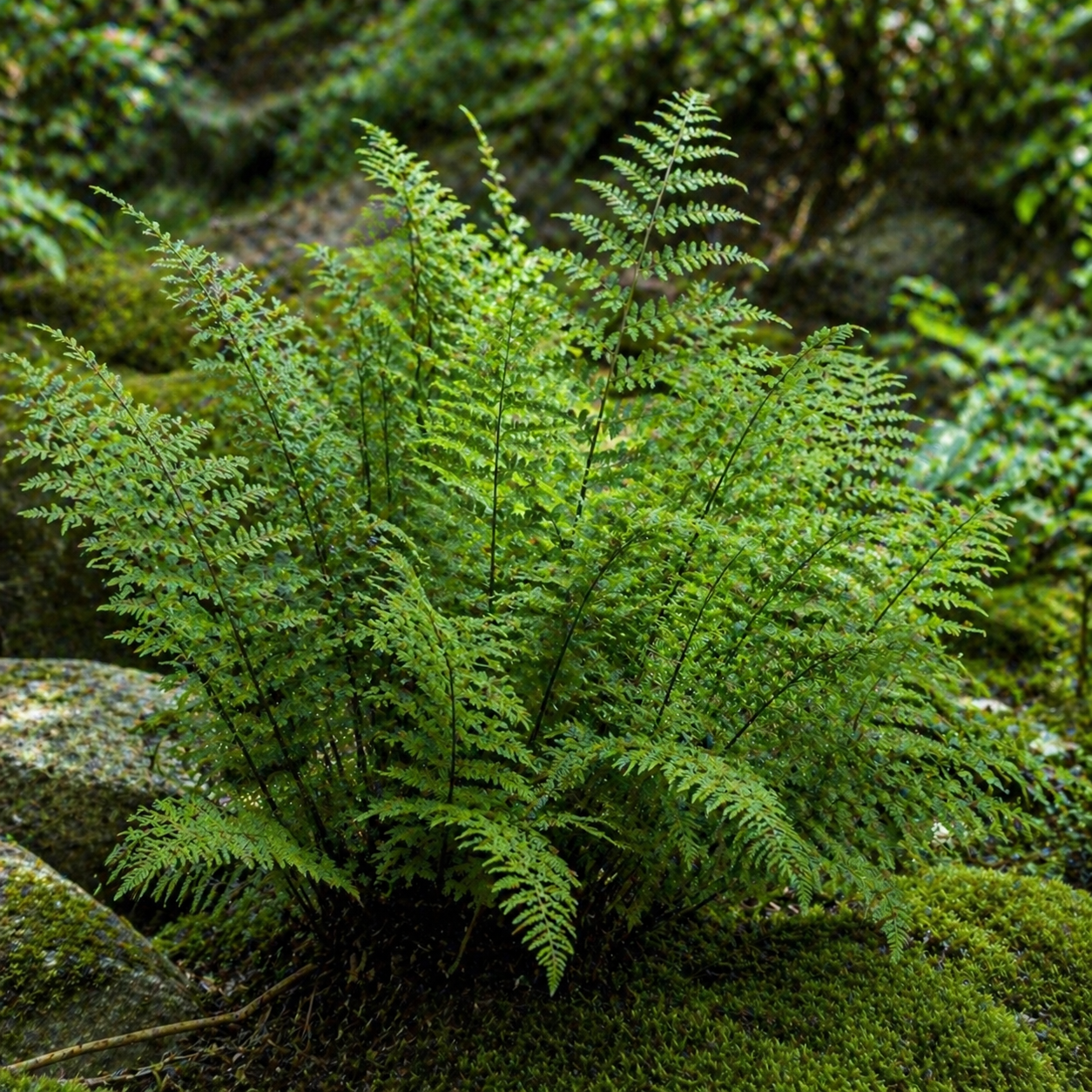 A lush vibrant green hay scented fern with delicate feathery fronds growing from mossy forest floor