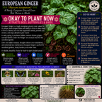 European Ginger