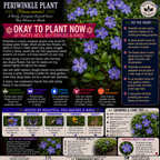 Periwinkle Plant