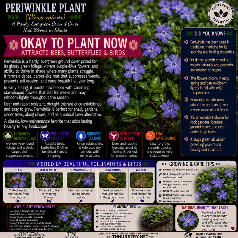 Periwinkle Plant