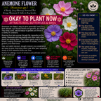 Anemone Flower