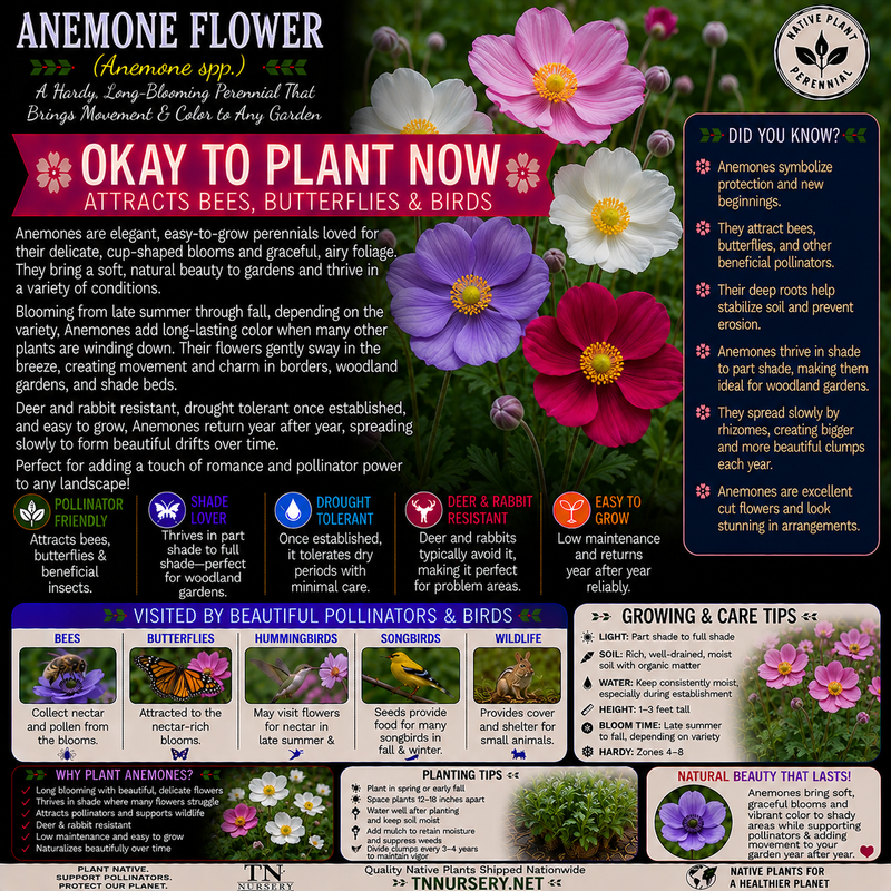 Anemone Flower