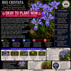 Iris Cristata