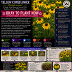 Yellow Coneflower Plant