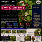 Dewberry Plant