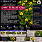 Creeping Buttercup Plant