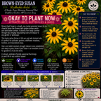 Brown Eyed Susan