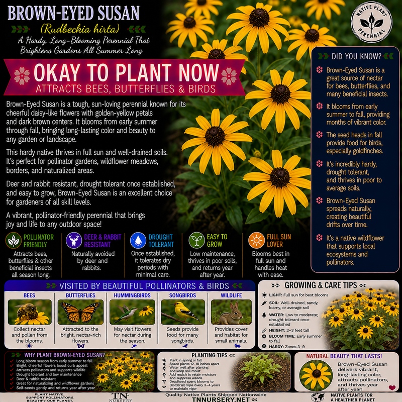 Brown Eyed Susan