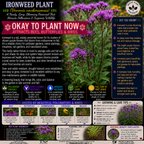 Ironweed Plant