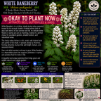 White Baneberry