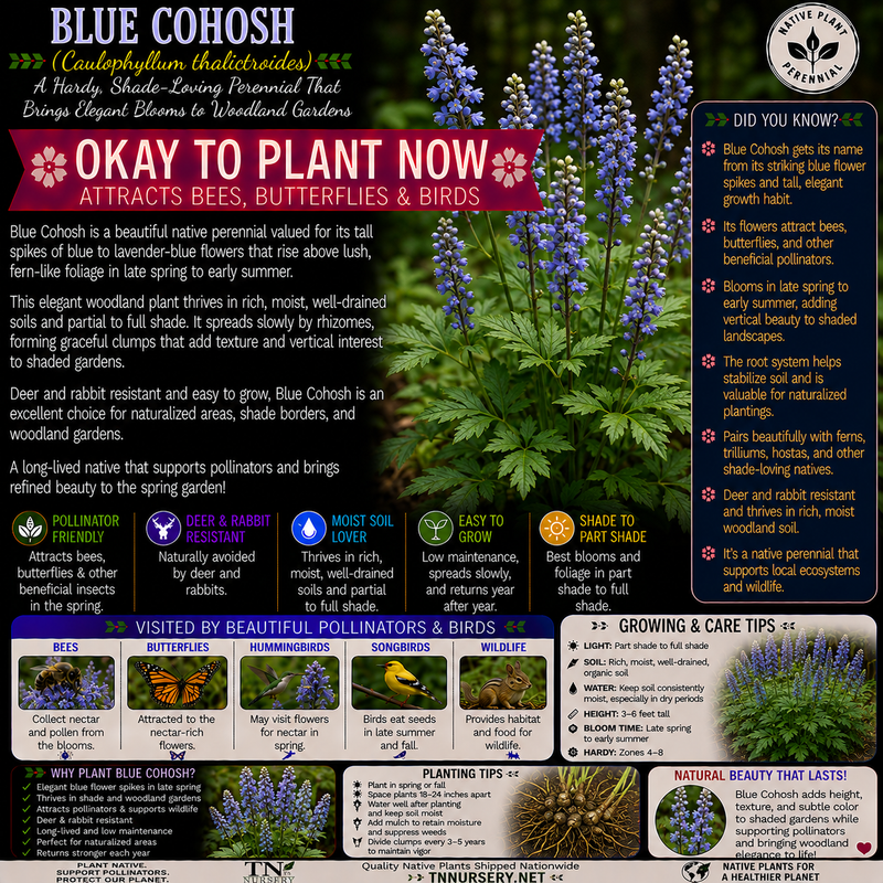 Blue Cohosh Plant