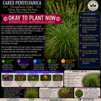 Carex Pensylvanica Plant