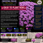 Creeping Phlox