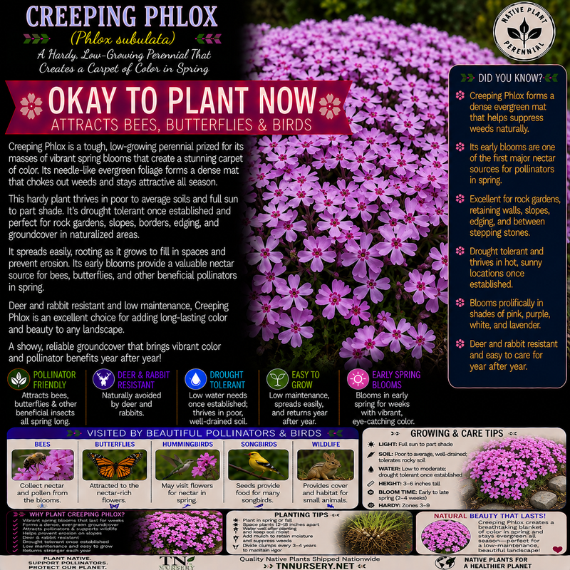 Creeping Phlox