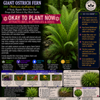 Giant Ostrich Fern