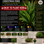 Christmas Fern