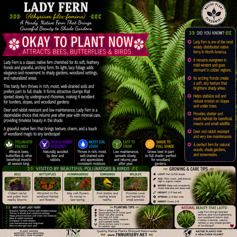 Lady Fern