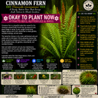 Cinnamon Fern