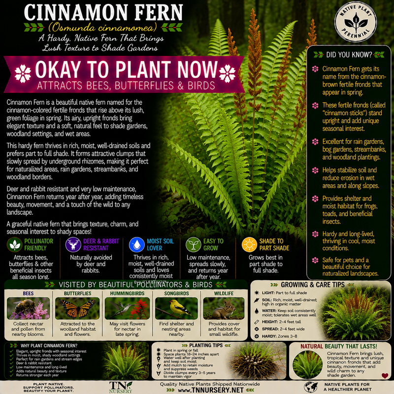 Cinnamon Fern