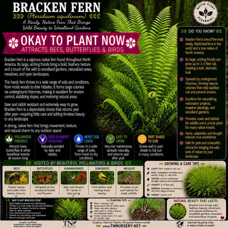 Bracken Fern