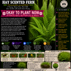 Hay Scented Fern
