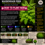 Maidenhair Fern